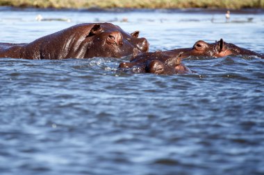 Chobe nehir, botswana, Afrika