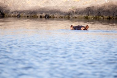 Chobe nehir, botswana, Afrika