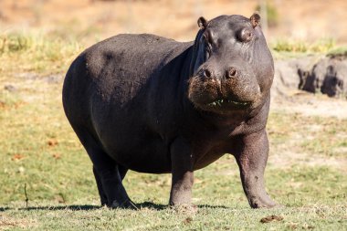 Hippo - chobe nehir, botswana, Afrika