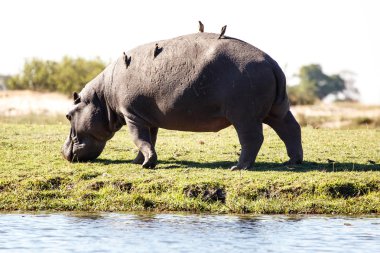 Hippo - chobe nehir, botswana, Afrika