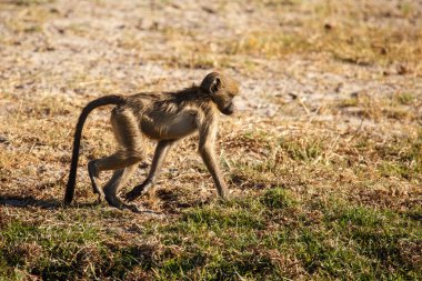 chacma maymun - chobe n.p. botswana, Afrika