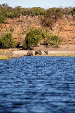 Chobe nehir, botswana, Afrika