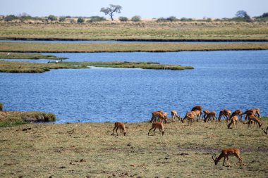 Chobe nehir, botswana, Afrika