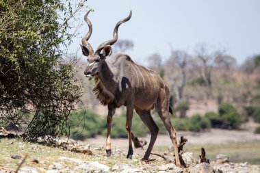 Kudu - chobe n.p. botswana, Afrika
