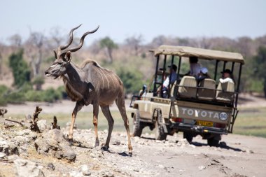 Kudu - chobe n.p. botswana, Afrika
