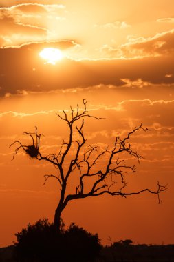 Sunset - Chobe N.P. Botswana, Africa clipart