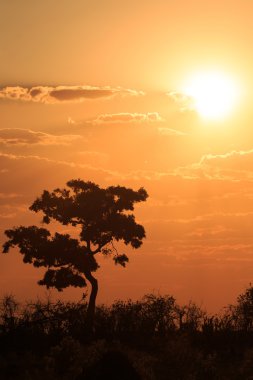 일몰-chobe의 np 보츠와나, 아프리카
