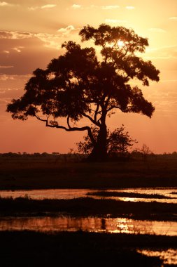 Sunset - Chobe N.P. Botswana, Africa clipart