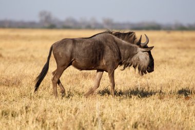 wilderbeest, Botsvana, Afrika