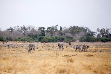 Zebra - okavango delta - moremi n.p.
