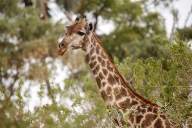okavango Delta - moremi n.p zürafa.