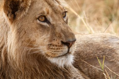 Aslan - okavango delta - moremi n.p.