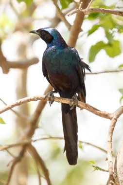 Meve'nın Longtailed Starling - Okavango Delta - Moremi N.P.