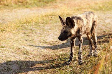 vahşi köpek - okavango delta - moremi n.p.