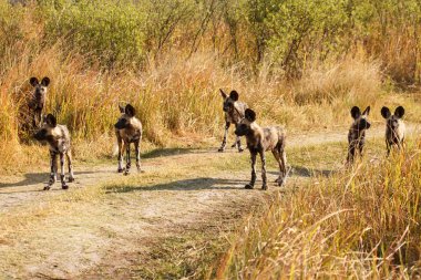 vahşi köpek - okavango delta - moremi n.p.