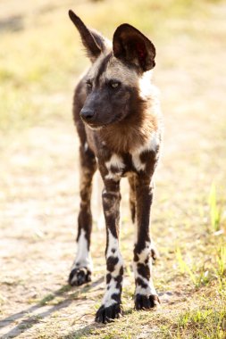 vahşi köpek - okavango delta - moremi n.p.