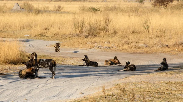 Vahşi köpek - okavango delta - moremi n.p. — Stok fotoğraf