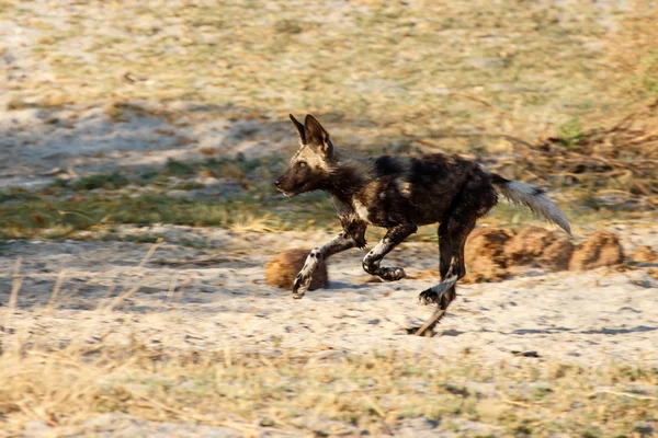 Cão selvagem - Delta do Okavango - Moremi N.P . — Fotografia de Stock