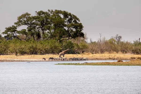 Okavangodelta, Afrika — Stockfoto