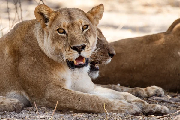 Leeuw - Okavangodelta - moremi n.p. — Stockfoto