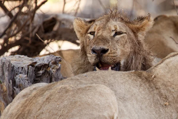 Lion - Delta de l'Okavango - Moremi N.P. . — Photo