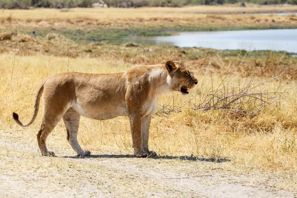 Lion - Delta de l'Okavango - Moremi N.P. . — Photo