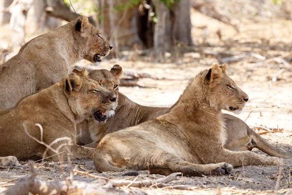 Lion - Okavango Delta - Moremi N.P. — Stock Photo, Image