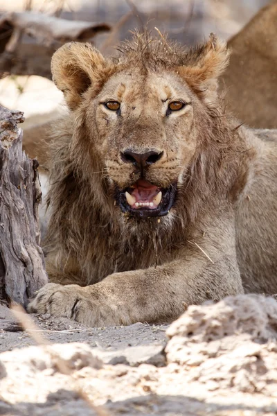 Löwe - okavango delta - moremi n.p. — Stockfoto