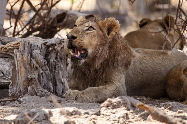 Lion - Okavango Delta - Moremi N.P. — Stock Photo, Image