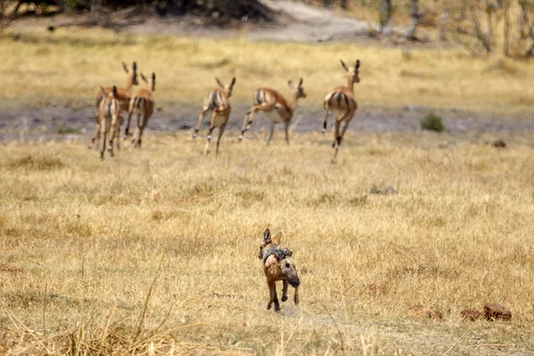 Okavango Delta - Moremi N.P. — Stock Photo, Image