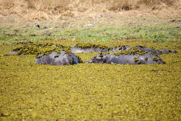 Hippo - Okavango Delta - Moremi N.P. — Stok fotoğraf