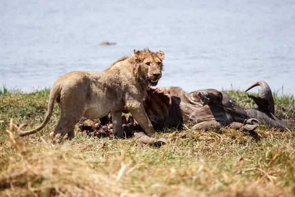 Leão macho - Delta do Okavango - Moremi N.P. . — Fotografia de Stock