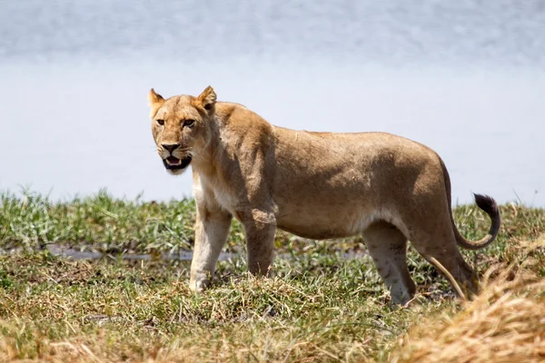 Löwe - okavango delta - moremi n.p. — Stockfoto