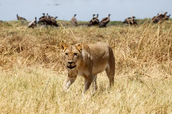 Lion - Okavango Delta - Moremi N.P. . — стоковое фото