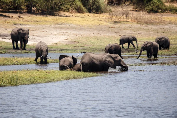 Elefántok - chobe folyó, botswana, Afrika — Stock Fotó