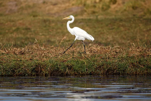 Great Egret - Río Chobe, Botswana, África — Foto de Stock