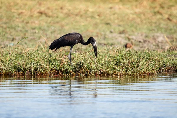 Cigüeña de facturación abierta - Río Chobe, Botswana, África — Foto de Stock