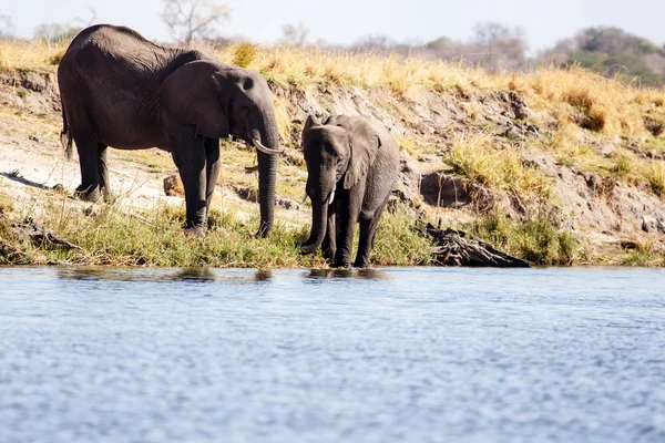 Elefante - Río Chobe, Botswana, África — Foto de Stock