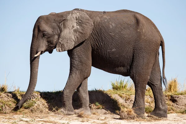 Elefante - Rio Chobe, Botsuana, África — Fotografia de Stock