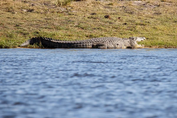 Croc சோப் நதி, போட்ஸ்வானா, ஆப்பிரிக்கா — ஸ்டாக் புகைப்படம்