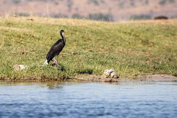 Chobe nehir, botswana, Afrika — Stok fotoğraf