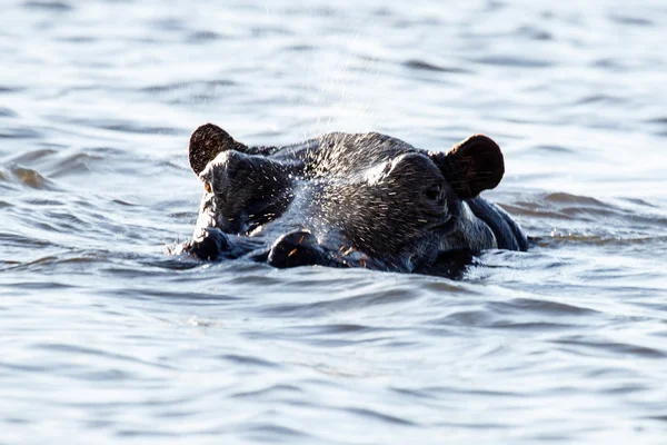 Hippo Yüzme - chobe nehir, botswana, Afrika — Stok fotoğraf