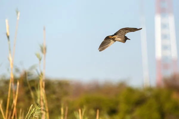Bird - Chobe N.P. Botswana, Africa — Stock Photo, Image