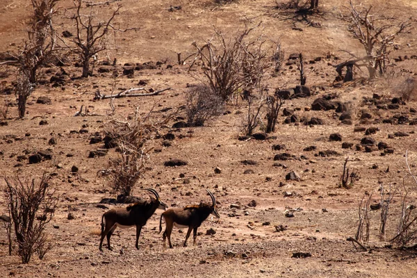 Chobe botswana np, Afryka — Zdjęcie stockowe