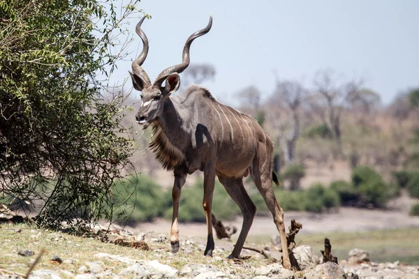 Kudu - np chobe botswana, Afryka — Zdjęcie stockowe