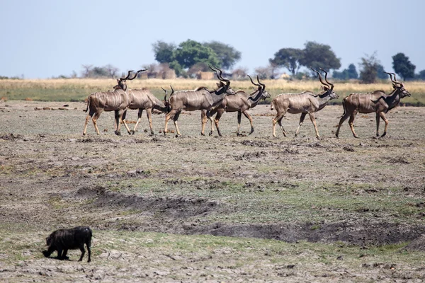 Kudu - Chobe N.P. Botswana, Africa — Stock Photo, Image