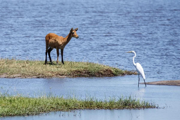 大白鹭-乔贝河，博茨瓦纳非洲 — 图库照片