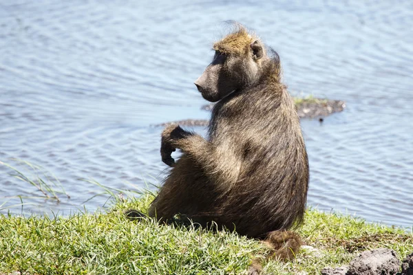 Babian - chobe river, botswana, Sydafrika — Stockfoto