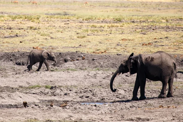 Slon - chobe n.p. Botswany, Afrika — Stock fotografie