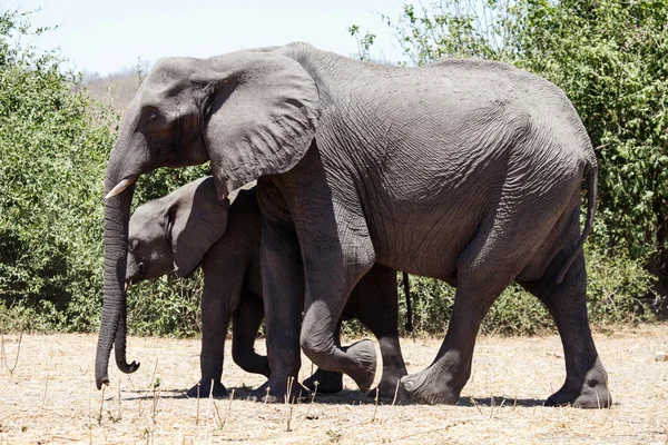 Elefante - Chobe N.P. Botswana, Africa — Foto Stock